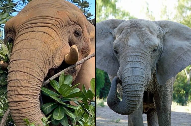 Elefantas africanas resgatadas vivem livres em santuário de Chapada dos Guimarães