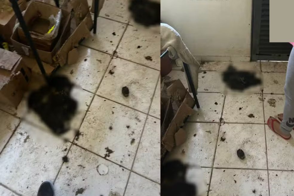 Gato morto em investigação de ritual de bruxaria em Cuiabá