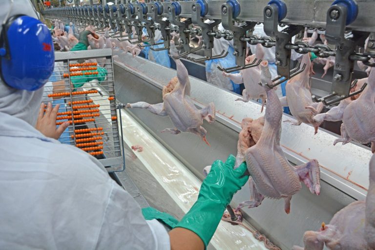 Exportações de frango brasileiro retomadas após embargo sanitário