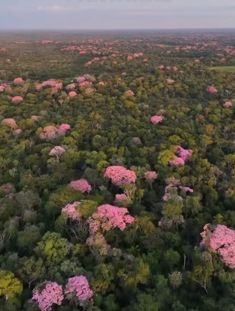 Ipês em plena florada na RPPN Sesc Pantanal