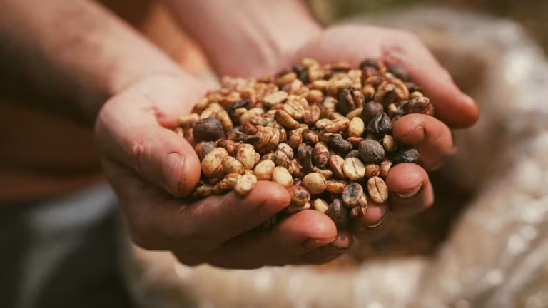 Exportações de café brasileiro ameaçadas por tarifa de 50% dos EUA