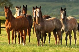 Cavalo em propriedade afetada por ração contaminada que causou mortes em série