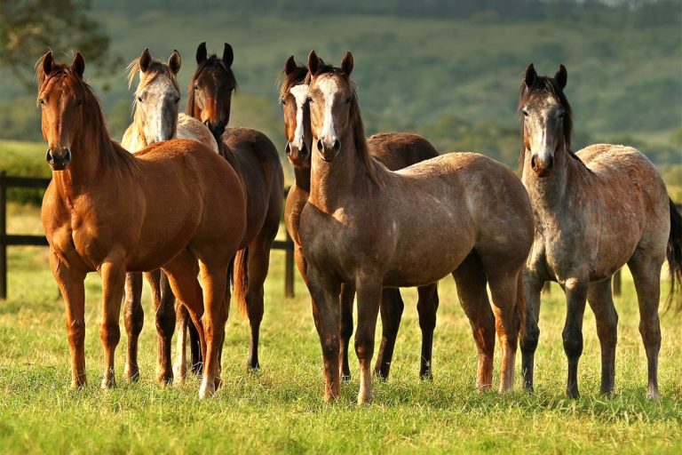 Cavalo em propriedade afetada por ração contaminada que causou mortes em série