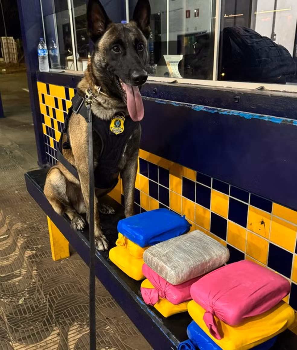 PRF apreende supermaconha na BR-364 com ajuda do cão farejador Zion
