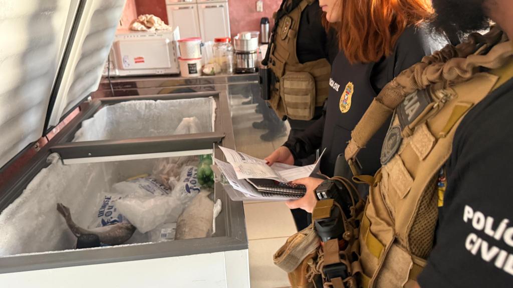 Peixes ilegais apreendidos durante operação da Polícia Civil