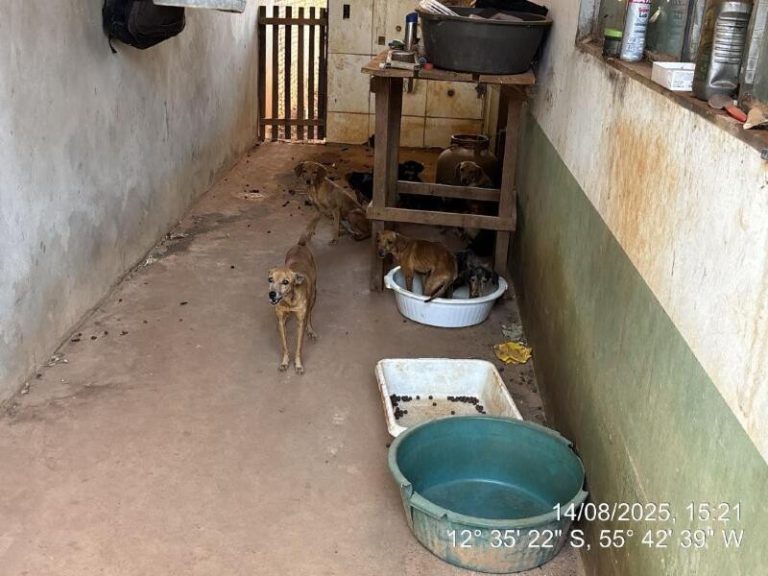 Animais em situação de maus-tratos resgatados sem água e comida