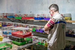 Cães resgatados de canil clandestino em situação de maus-tratos