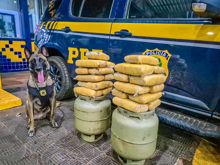 - PRF apreende 23 kg de skunk escondidos em botijões de gás com ajuda de cão farejador