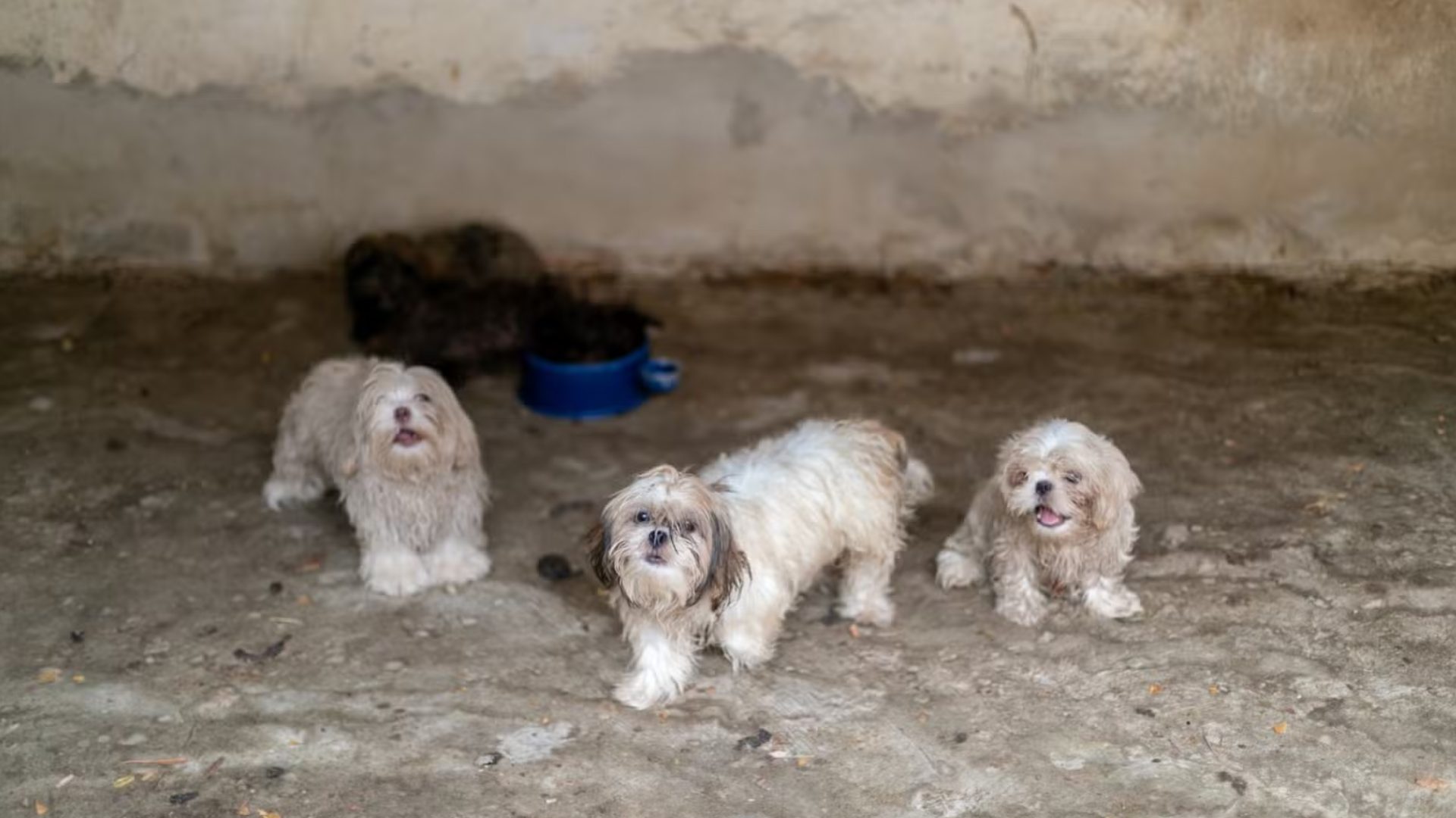 cães resgatados de canil clandestino em Cuiabá
