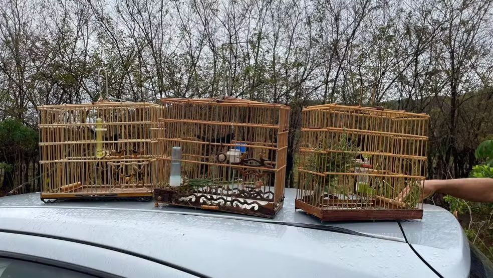 Gaiolas com curiós apreendidas pela polícia após denúncia de crime ambiental