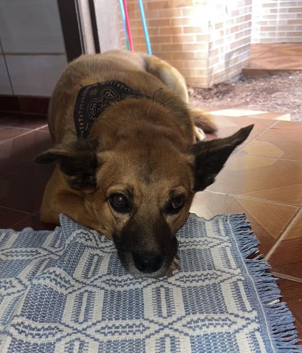 Cachorro morto com espingarda de pressão
