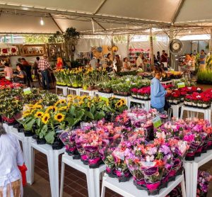 Flores e plantas em exposição no Festival das Flores com preços a partir de R\$ 3,50.