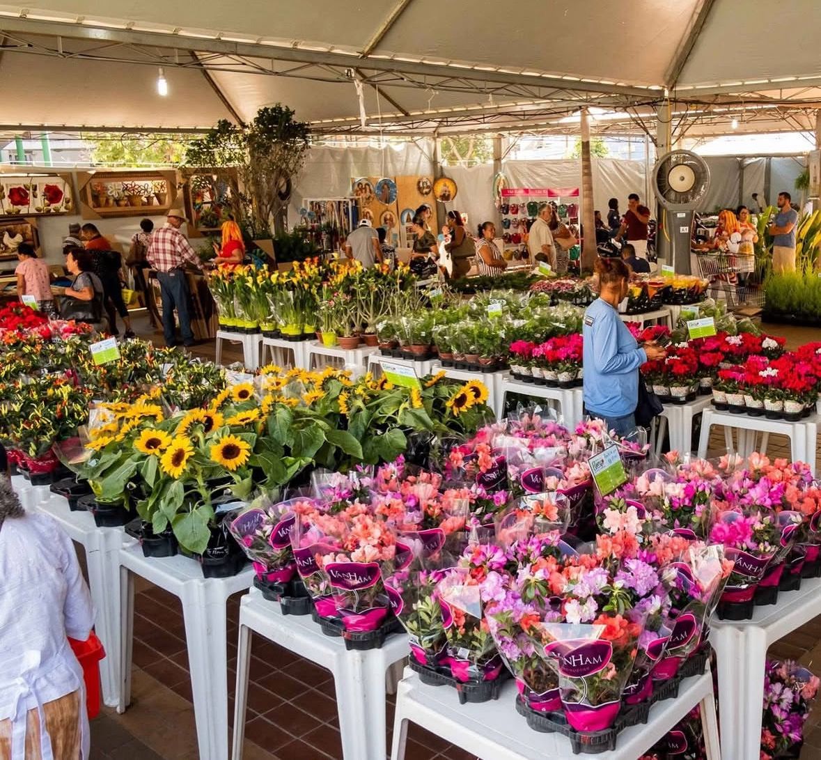 Flores e plantas em exposição no Festival das Flores com preços a partir de R\$ 3,50.