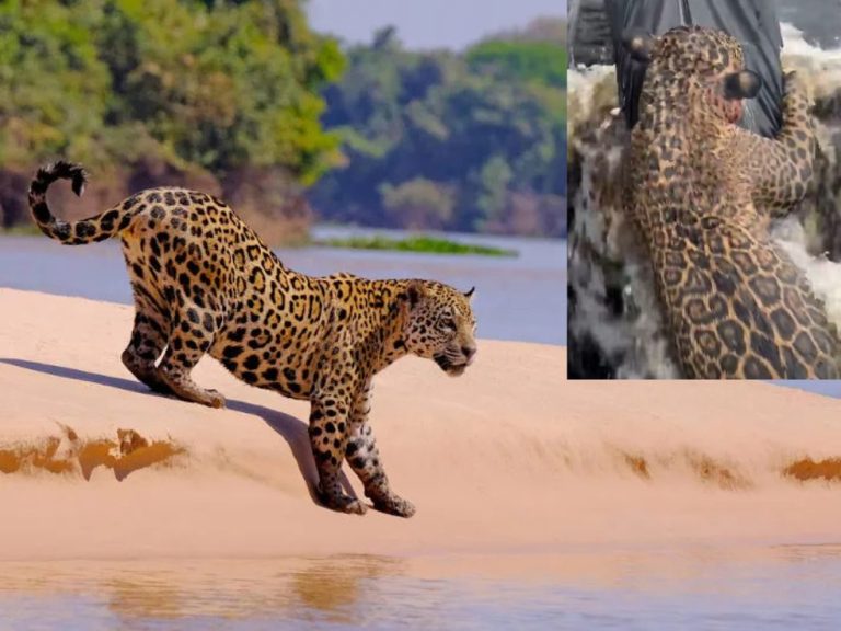 Onça baleada no Rio Negro é resgatada e recebe atendimento veterinário